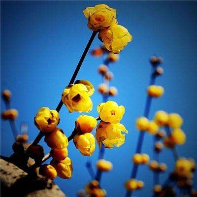 大发彩票app下载